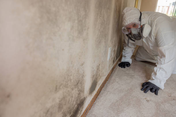 Best Forensic Mold Investigation  in California, MO